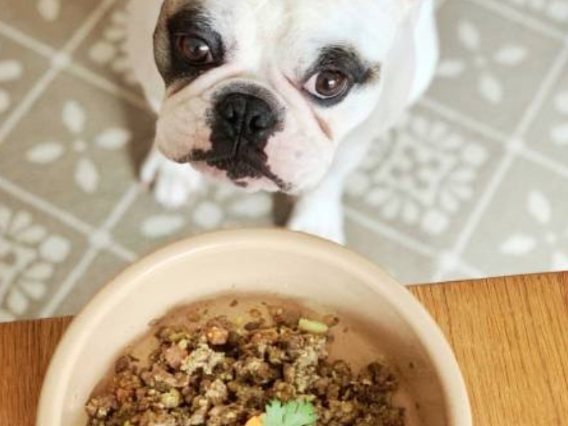 kuhana hrana za pasje mladiče